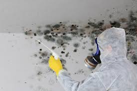 Professional Mold Removal Services in Lexington, MI